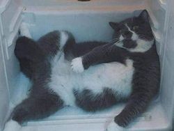 Aksi Absurd Si Kucing yang Bikin Gemas