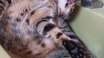 Haus, minum air keran aja deh. Foto: Boredpanda