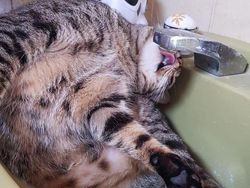 Aksi Absurd Si Kucing yang Bikin Gemas