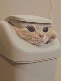 Aksi Absurd Si Kucing Bikin Gemas