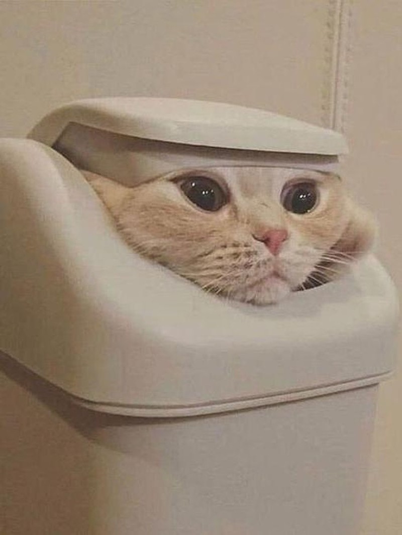 Aksi Absurd Si Kucing Bikin Gemas