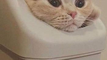 Jangan bilang-bilang ya, aku ngumpet dulu di tong sampah. Foto: Boredpanda