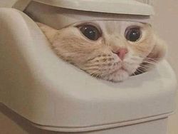 Aksi Absurd Si Kucing yang Bikin Gemas