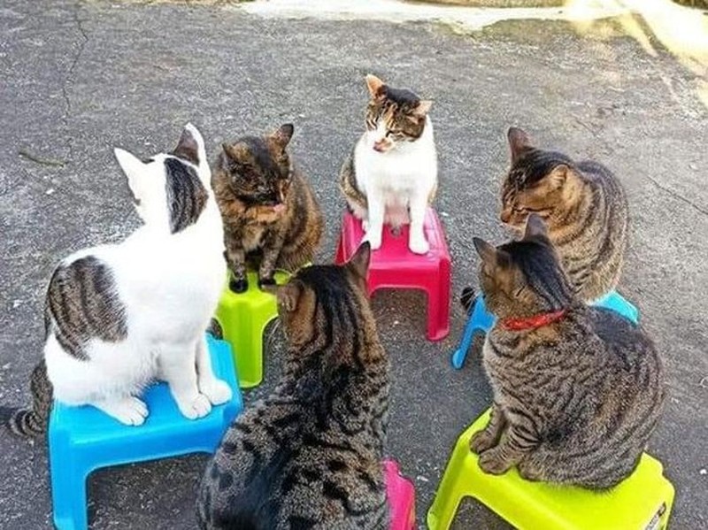 Aksi Absurd Si Kucing Bikin Gemas