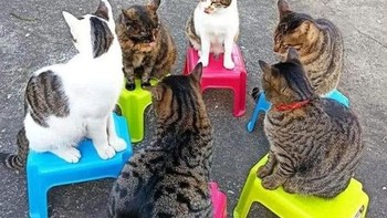 Ayo kira rapat dulu. Foto: Boredpanda