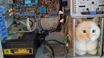 Ada yang bisa tebak ini kucing ngapain di dalam CPU komputer? (weirdlilguys via Boredpanda)