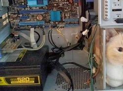 Aksi Absurd Si Kucing yang Bikin Gemas