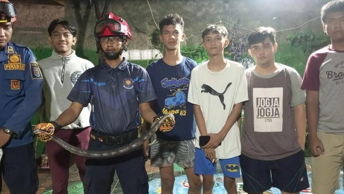Damkar Depok evakuasi ular kobra