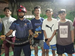 Hiii! Ular Kobra Masuk Rumah Warga di Depok, Damkar Turun Tangan