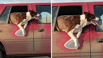 Gegara tiap hari anjing ini menikmati udara tanpa disadari membekas di pintu. perFoto: Demilked