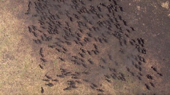 Apakah Anda pikir tidak mungkin melihat sekawanan kerbau berkeliaran bebas di habitat aslinya? Untungnya, beberapa citra satelit telah diambil dari kawanan kerbau yang sedang bergerak di Sungai Moyowosi di Tanzania. Foto: Boredpanda