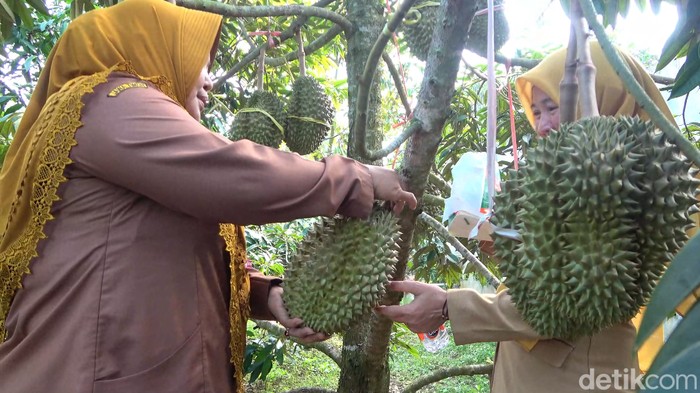 Kebun Durian Premium milik eks TKI di Lamongan.