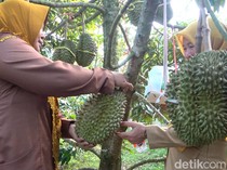 Eks TKI di Lamongan Sukses Kembangkan Kebun Durian Premium