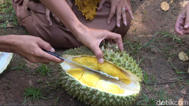 Kebun Durian Premium milik eks TKI di Lamongan.