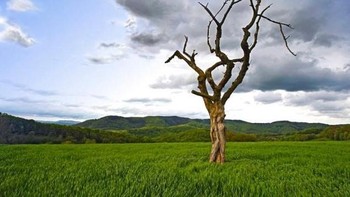 Ia merupakan seniman body painting atau lukisan yang dilakukan pada tubuh manusia. (Foto: Jorg Mirkwood) 