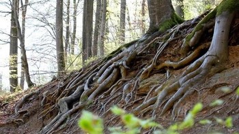 Hasil karyanya pun membuat mata yang melihat seolah tertipu. (Foto: Jorg Mirkwood) 