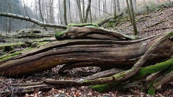 Karena ini sebuah lukisan di tubuh, tentu sang model pun harus rela bertelanjang. Meski demikian, hal tersebut tak tampak karena ada warna-warna di tubuhnya. (Foto: Jorg Mirkwood) 
