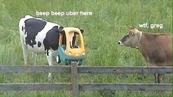 Ada layanan baru nih dari Uber, namanya UberCow. (Foto: Twitter/PicturesFoIder)