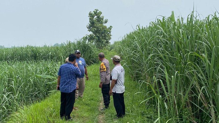 Lokasi kebun tebu tempat siswi SDN 2 Kutorejo, Mojokerto ditinggalkan oleh pria tak dikenal usai anting-anting dirampas.