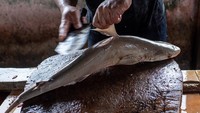 Pedagang memotong sirip ikan hiu isap (Chiloseyllium punctatum) di salah satu pasar ikan di Pangkalpinang, Kepulauan Bangka Belitung, Sabtu (25/1/2025). 