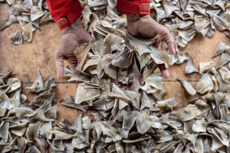 Sirip ikan hiu pasir (Odontaspididae) dijemur di salah satu pasar ikan di Pangkalpinang, Kepulauan Bangka Belitung, Sabtu (25/1/2025). Sirip ikan hiu isap (Chiloseyllium punctatum) dan hiu pasir (Odontaspididae) yang didapat dari nelayan setempat tersebut tidak termasuk jenis ikan hiu yang dilindungi di Indonesia dan dijual dengan harga mulai dari Rp30 ribu hingga Rp200 ribu per kg tergantung ukuran dan kualitas. ANTARA FOTO/Nova Wahyudi/aww.