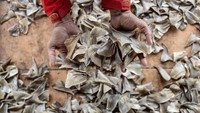 Sirip Hiu itu dijual dengan harga mulai dari Rp30 ribu hingga Rp200 ribu per kg tergantung ukuran dan kualitas.