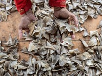 KKP Musnahkan 796 Kg Kulit Hiu & Pari Kering Ilegal Milik Perusahaan Asing