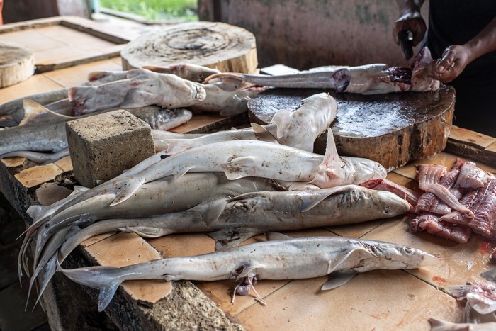 Sirip ikan hiu pasir (Odontaspididae) dijemur di salah satu pasar ikan di Pangkalpinang, Kepulauan Bangka Belitung, Sabtu (25/1/2025). Sirip ikan hiu isap (Chiloseyllium punctatum) dan hiu pasir (Odontaspididae) yang didapat dari nelayan setempat tersebut tidak termasuk jenis ikan hiu yang dilindungi di Indonesia dan dijual dengan harga mulai dari Rp30 ribu hingga Rp200 ribu per kg tergantung ukuran dan kualitas. ANTARA FOTO/Nova Wahyudi/aww.