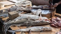 Sirip ikan hiu isap (Chiloseyllium punctatum) dan hiu pasir (Odontaspididae) yang didapat dari nelayan setempat tersebut tidak termasuk jenis ikan hiu yang dilindungi di Indonesia.