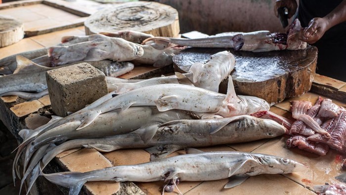Sirip ikan hiu pasir (Odontaspididae) dijemur di salah satu pasar ikan di Pangkalpinang, Kepulauan Bangka Belitung, Sabtu (25/1/2025). Sirip ikan hiu isap (Chiloseyllium punctatum) dan hiu pasir (Odontaspididae) yang didapat dari nelayan setempat tersebut tidak termasuk jenis ikan hiu yang dilindungi di Indonesia dan dijual dengan harga mulai dari Rp30 ribu hingga Rp200 ribu per kg tergantung ukuran dan kualitas. ANTARA FOTO/Nova Wahyudi/aww.