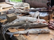 Hiu Predator Laut, Bolehkah Dikonsumsi Muslim?