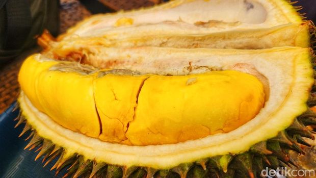 Musim panen durian di Bukit Sagara Sukabumi.