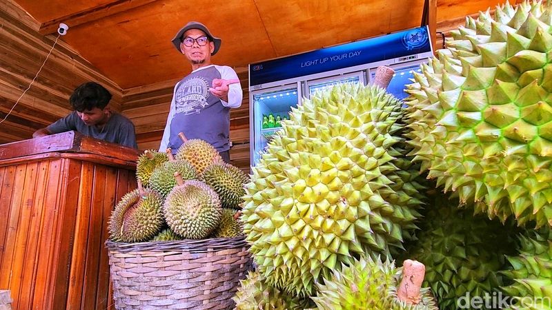 Musim panen durian di Bukit Sagara Sukabumi.