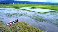 Petani mengangkut padi yang baru dipanen menggunakan perahu di Kecamatan Telaga Jaya, Kabupaten Gorontalo, Gorontalo, Sabtu (25/1/2025). 