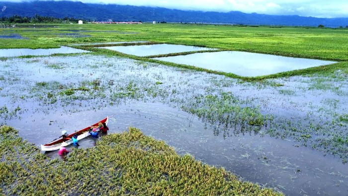Petani mengangkut padi yang baru dipanen menggunakan perahu di Kecamatan Telaga Jaya, Kabupaten Gorontalo, Gorontalo, Sabtu (25/1/2025). Sekitar 75 hektare lahan padi harus dipanen dua pekan lebih awal akibat terendam air luapan Danau Limboto. ANTARA FOTO/Adiwinata Solihin/aww.