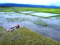 Petani Gorontalo Panen Padi Lebih Awal Karena Banjir