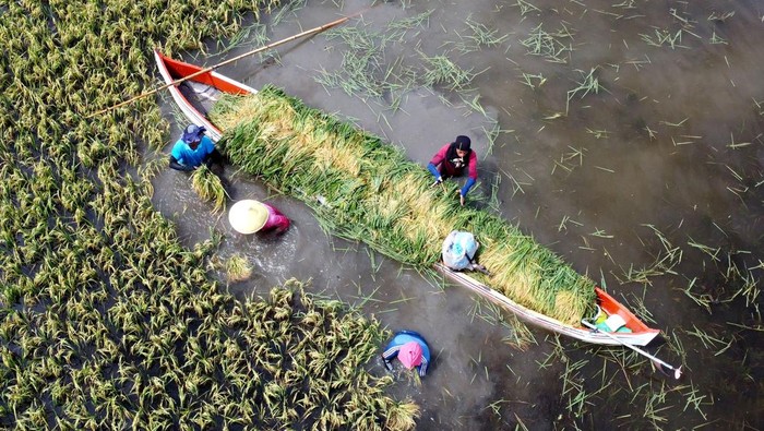 Petani mengangkut padi yang baru dipanen menggunakan perahu di Kecamatan Telaga Jaya, Kabupaten Gorontalo, Gorontalo, Sabtu (25/1/2025). Sekitar 75 hektare lahan padi harus dipanen dua pekan lebih awal akibat terendam air luapan Danau Limboto. ANTARA FOTO/Adiwinata Solihin/aww.