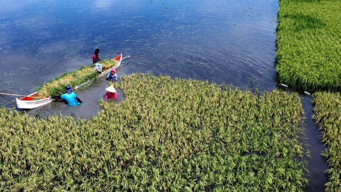 Petani mengangkut padi yang baru dipanen menggunakan perahu di Kecamatan Telaga Jaya, Kabupaten Gorontalo, Gorontalo, Sabtu (25/1/2025). Sekitar 75 hektare lahan padi harus dipanen dua pekan lebih awal akibat terendam air luapan Danau Limboto. ANTARA FOTO/Adiwinata Solihin/aww.