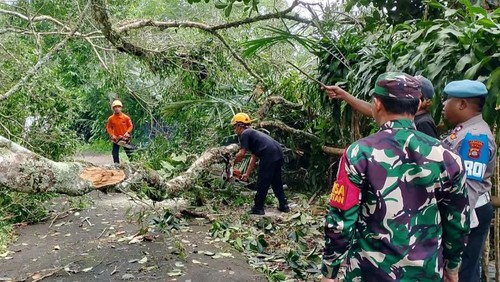 Petugas BPBD Karangasem melakukan penanganan pohon tumbang, Sabtu (25/1/2025). (Dok. BPBD Karangasem)