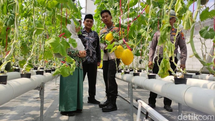 Polisi dan santri panen buah melon di lahan hidroponik.