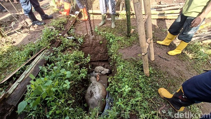 Seekor sapi jantan berbobot 300 kg nyemplung ke dalam sumur sedalam 3 meter di kandang peternakan warga Desa Bojongsari, Kecamatan Kembaran, Kabupaten Banyumas, Sabtu (25/1/2025).