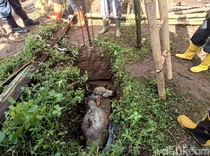 Lepas dari Kandang, Sapi 3 Kuintal Nyemplung Sumur di Banyumas