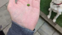 Berandai-andai membuat minyak zaitun sendiri, netizen ini harus mengubur mimpinya. Buah zaitun yang ditanam hanya berhasil tumbuh sebesar kacang hijau. Foto: Bored Panda