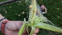Netizen ini tertawa dengan hasil tanaman kakaknya. Jagung mini yang baru dipanen hanya memiliki dua pipil saja. Foto: Bored Panda