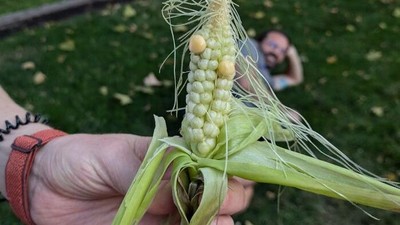 10 Potret Sayur dan Buah Gagal Tanam yang Viral di Media Sosial