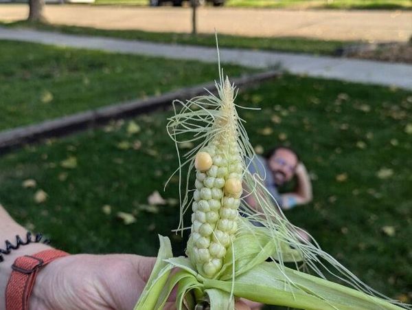 10 Potret Sayur dan Buah Gagal Tanam yang Viral di Media Sosial