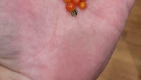 Gagal menanam tomat, ada tomat merah dengan ukuran yang jauh berbeda dari tomat normal. Saking kecilnya, tomat ini lebih mirip telur ikan. Foto: Bored Panda