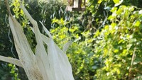 Tren jagung dengan warna yang berbeda-beda rupanya membuat seorang netizen penasaran untuk menanamnya. Namun, setelah dipanen jagungnya hanya sebesar telapak tangan. Foto: Bored Panda