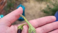Ada netizen yang berusaha menanam terong untuk keluarga. Jerih payahnya menanam untuk pertama kali tak membuahkan hasil, terongnya malah berukuran tak lebih besar dari jari kelingking. Foto: Bored Panda