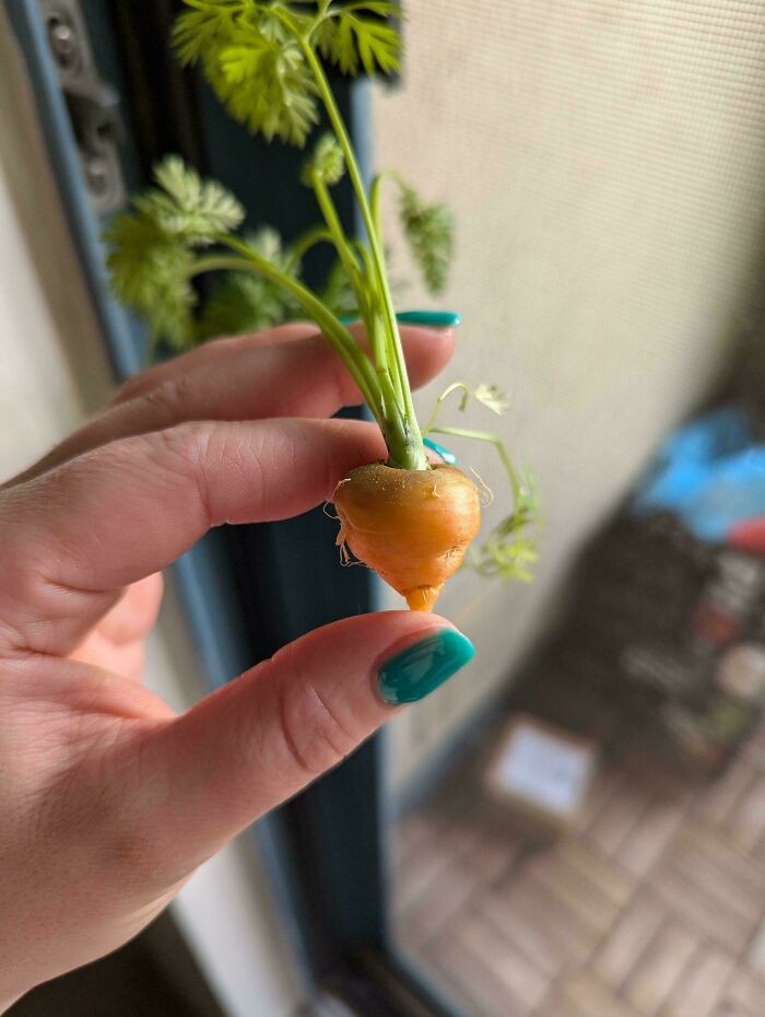 Sayur dan buah gagal tanam 10 Potret Sayur dan Buah Gagal Tanam yang Viral di Media Sosial